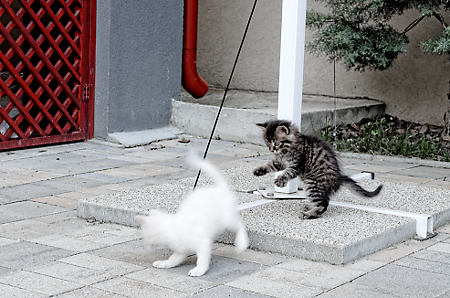 Onix și Opelina la joacă