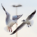 2010_01_23_AME25690