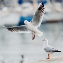 2010_01_23_AME25812