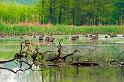 2009_04_25_AME11.805