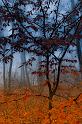 2009_11_21_AME22208